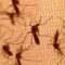 Doctors call for pre-monsoon malaria vigilance – Firstpost