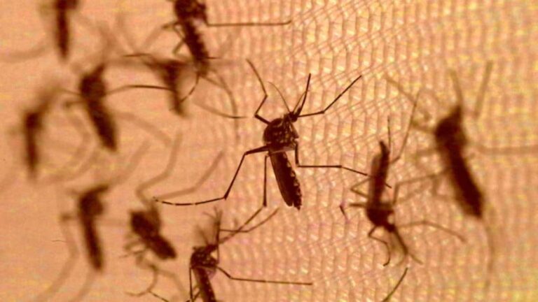 Doctors call for pre-monsoon malaria vigilance – Firstpost