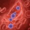 Only one person on Earth has this blood type. What is ‘Gwada negative’? – Firstpost