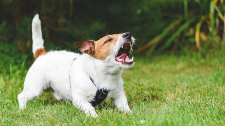 How common are rabies deaths today? – Firstpost
