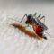 How does this disease spread, what Beijing is doing to tackle it? – Firstpost